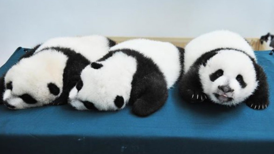 ВИДЕО: Единствените на света панди-тризнаци чукнаха 100 дни | StandartNews.com