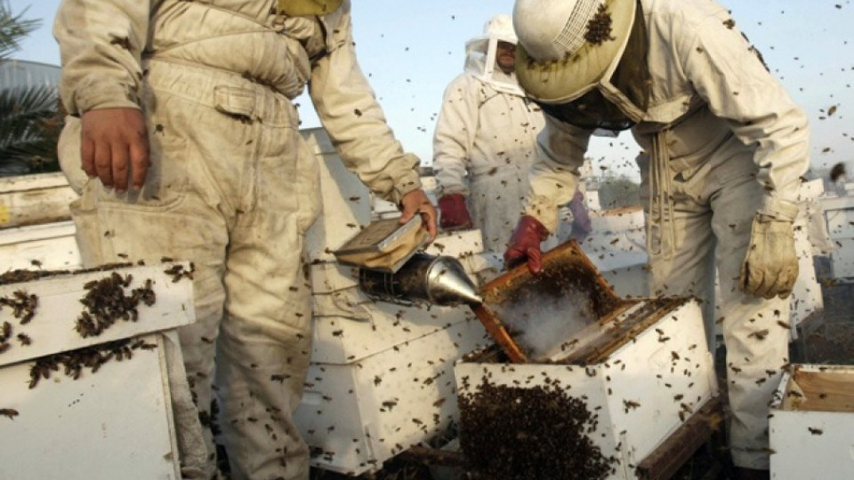 4,4 млн. предвидени за пчеларите през 2015 г. | StandartNews.com