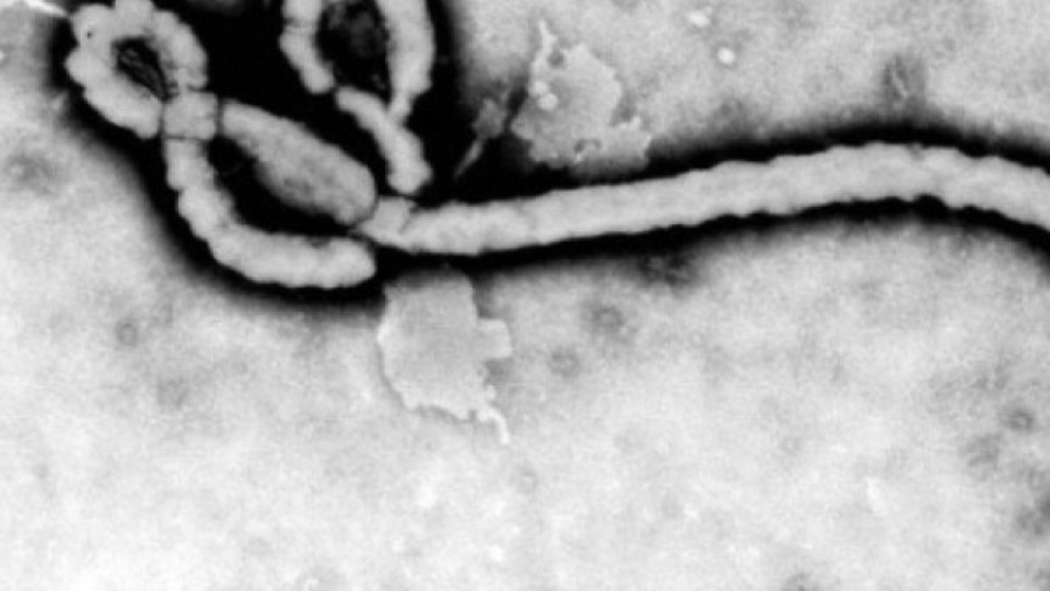 Медсестра си дава  кръвта срещу ебола | StandartNews.com