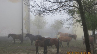 „Арестуваха" коне в градския парк в Момчилград