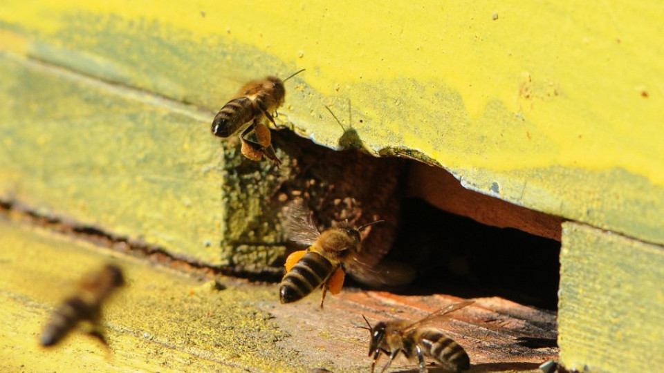 4,4 млн. лв. за пчеларите от 17-и | StandartNews.com