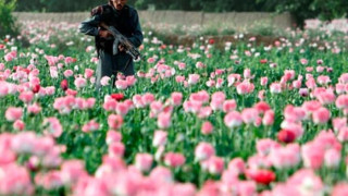 Реколтата на опиумен мак в Афганистан е на рекордни нива
