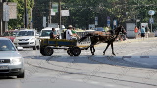 Всеки пловдивчанин с до две прасета и кон