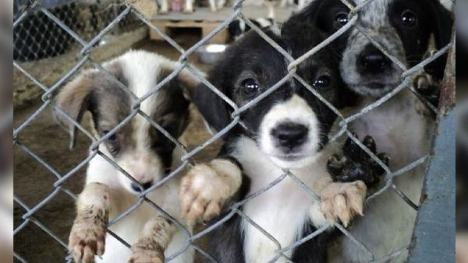 Ден на отворени врати поощрява осиновяването на кучета в старозагорския общински приют | StandartNews.com