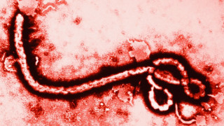 МЗ потвърди за българин със симптоми на ебола