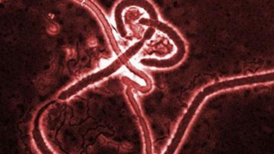 Какво трябва да знаем за ебола | StandartNews.com