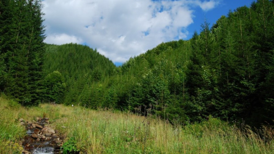 Сливен вади за продан гори и евросанаториум | StandartNews.com