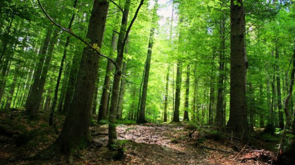 Държавният архив решава дело за 30 000 декара спорни гори | StandartNews.com