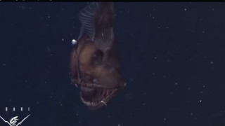 Видео показа страховития черен морски дявол