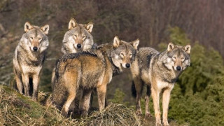 Животновъди и ловци на бунт срещу защитници на вълците