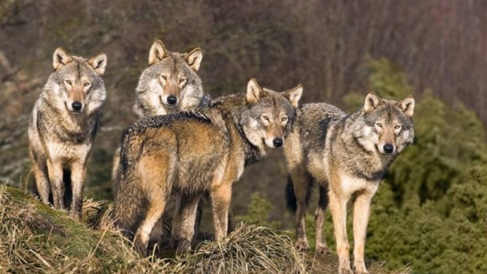 Животновъди и ловци на бунт срещу защитници на вълците | StandartNews.com