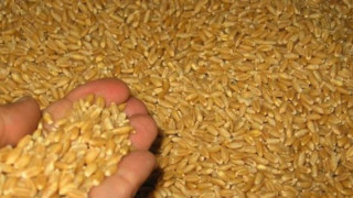 Рекордни запаси от зърно