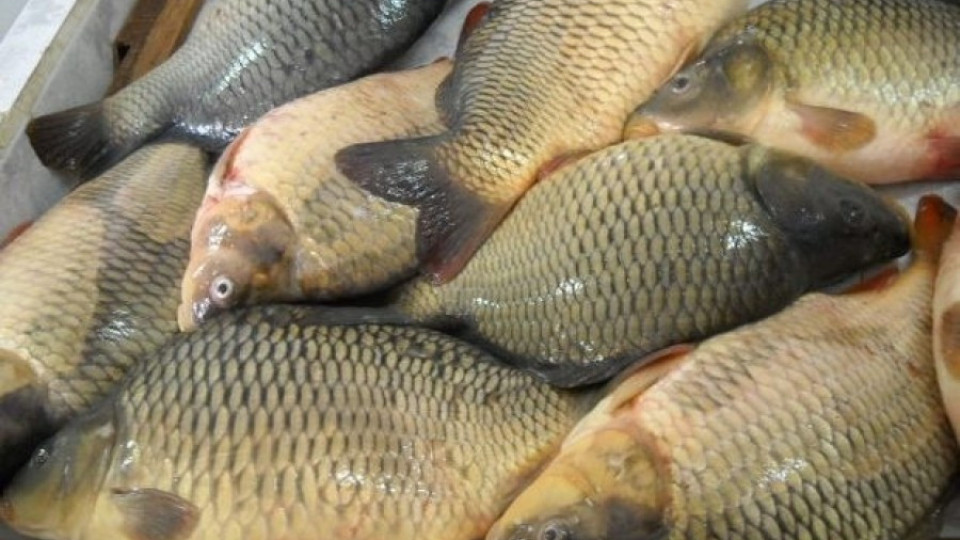 Търговска верига вся паника в пазара на риба  | StandartNews.com