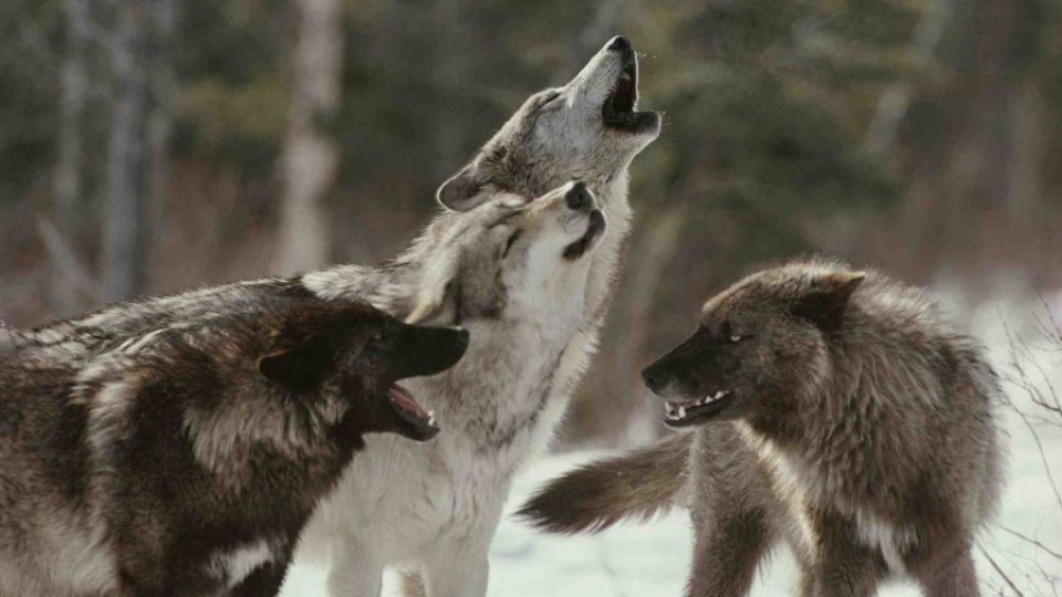 Фермери и ловци искат хайки за вълци | StandartNews.com