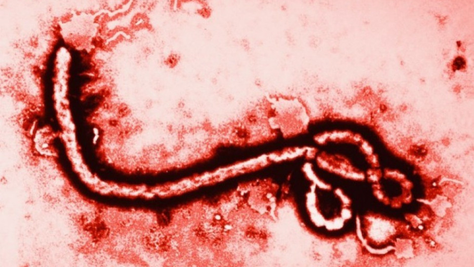 Оцелели от ебола 3 месеца без секс | StandartNews.com