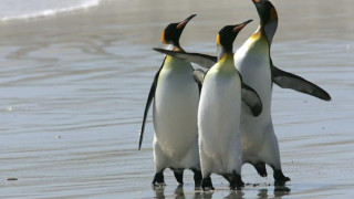 Богаташи поръчват пингвини 