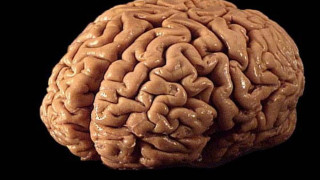 Изчезнаха 100 мозъка от Тексаския университет