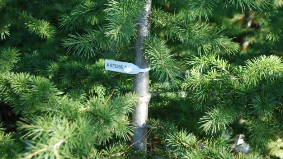 Секат само 10 000 елхи заради интереса към живите дръвчета | StandartNews.com