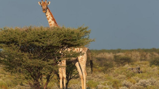 Жирафите вървят към "тихо" изчезване