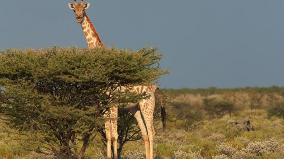 Жирафите вървят към "тихо" изчезване | StandartNews.com