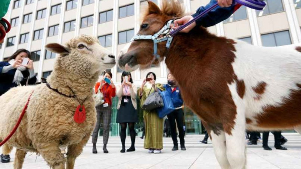 Овцата пое властта в Япония | StandartNews.com