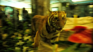 Тигър избяга в зоопарка в София