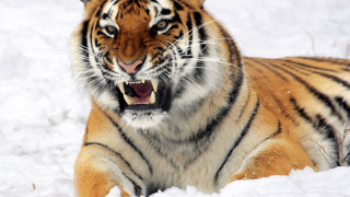 Тигърът Кузя изяде домашно куче