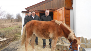 Емил Радев откупи изтезаван кон