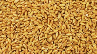 Русия ограничава износа на зърно