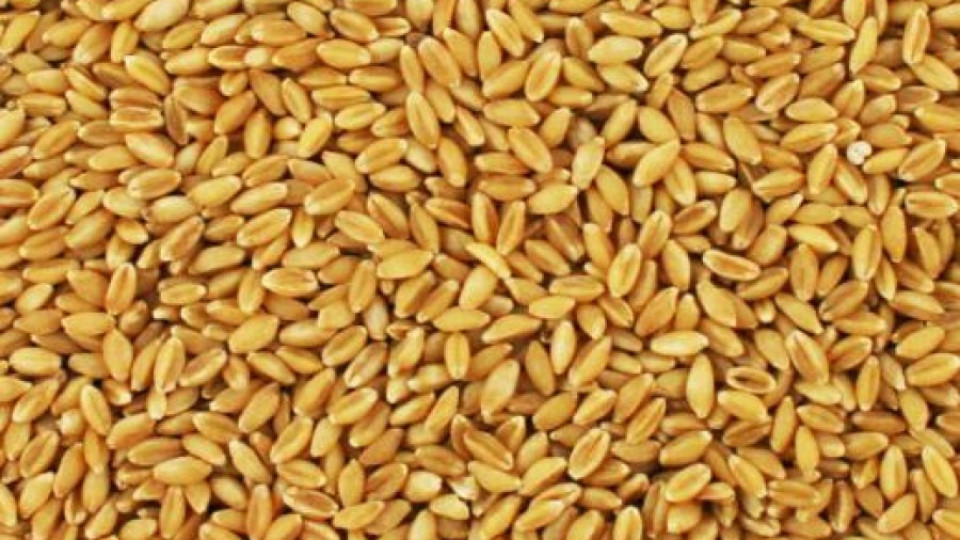 Русия ограничава износа на зърно | StandartNews.com