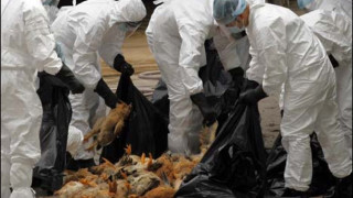 Хонконг повиши нивото на тревога заради птичи грип