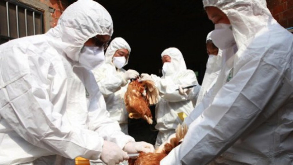 Ново огнище на птичи грип в Япония | StandartNews.com