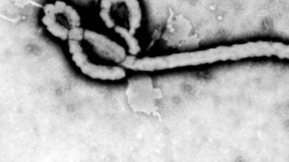 Лекар от Италия, болен от Ебола, бе излекуван | StandartNews.com