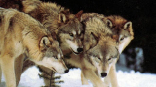 Вълци и чакали тормозят петрички села