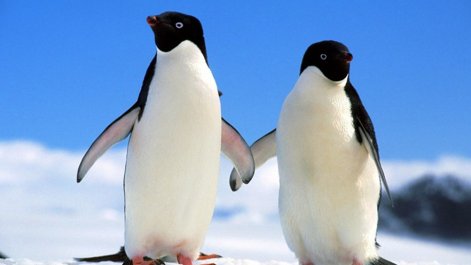 Пингвините ни показват как да ходим по лед | StandartNews.com