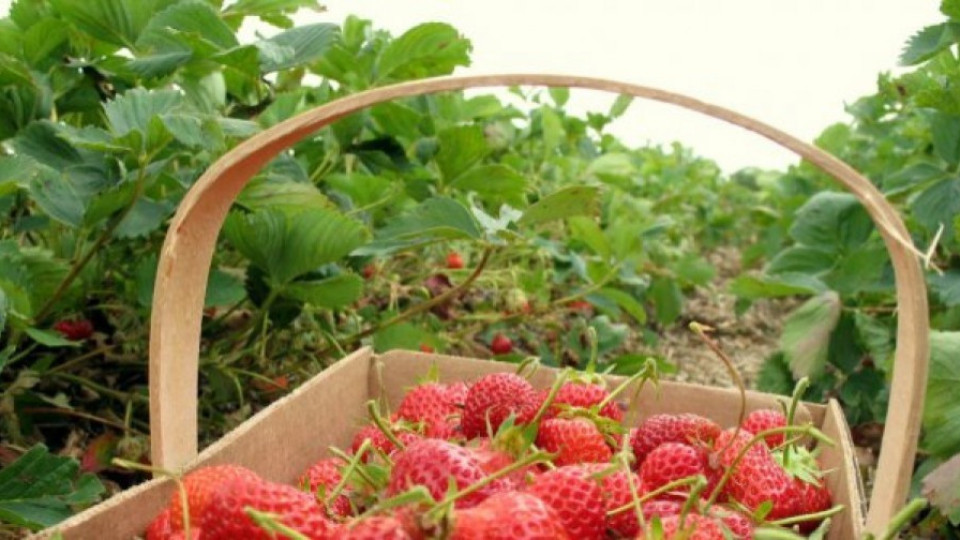 Правят кастинг за берачки на ягоди | StandartNews.com