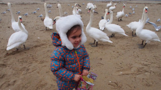 Варненци нахраниха лебедите от Русия