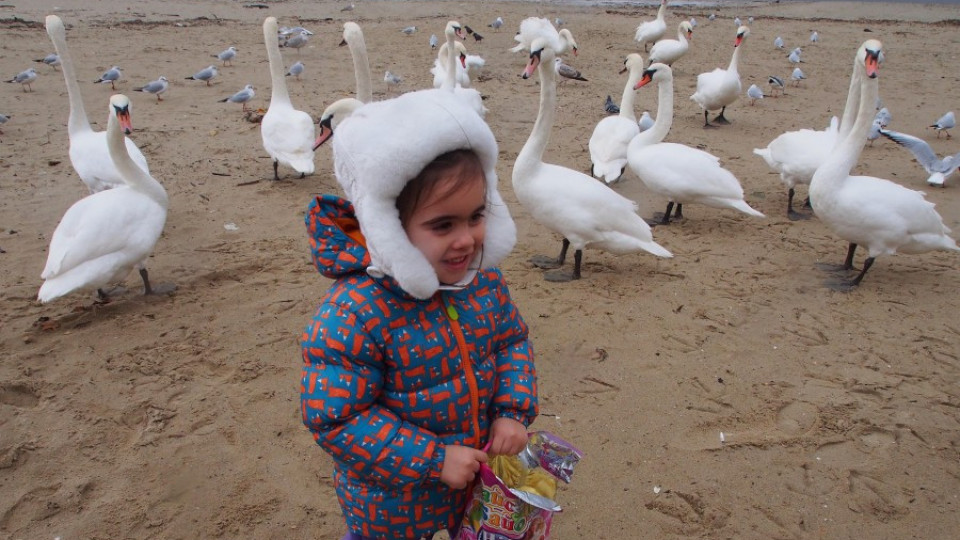 Варненци нахраниха лебедите от Русия | StandartNews.com