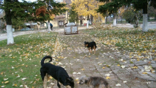 Танева подхваща бездомните кучета