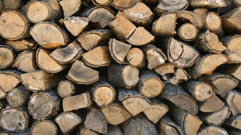 Спипаха 20 кубика с незаконно отсечени букови дървета | StandartNews.com