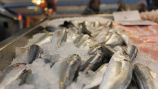 Инвестират 6 млн. лв. в рибния сектор