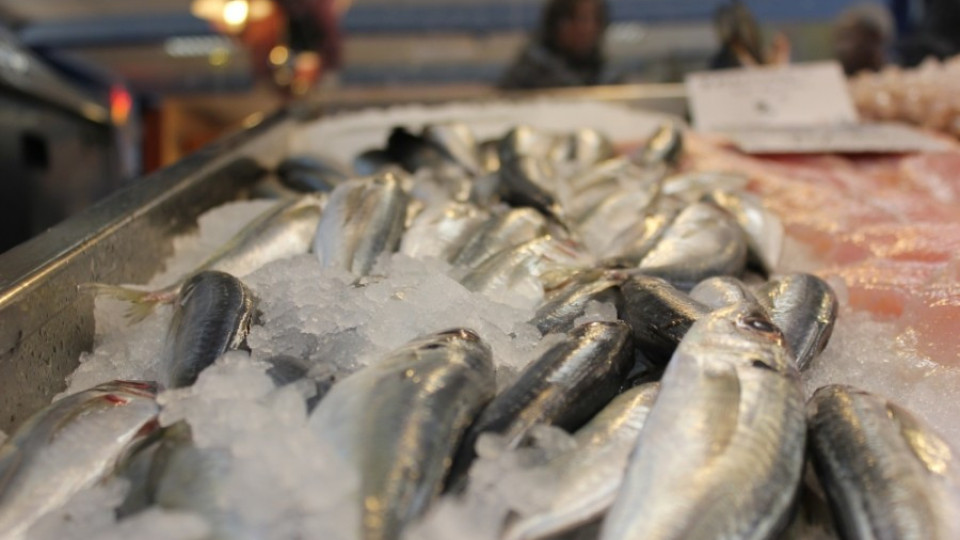 Инвестират 6 млн. лв. в рибния сектор | StandartNews.com