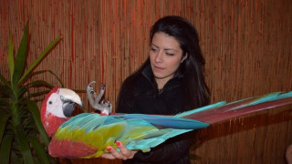 Екзотични папагали се надприказват в Мол-джунгла
