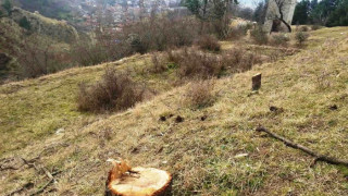 Сеч на дървета в парк