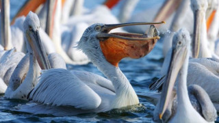 Екопатрули обикалят езерото край Дунав, следят за мъртви птици