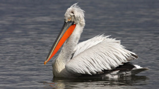 Пеликанът в Старозагорско не е починал от птичи грип