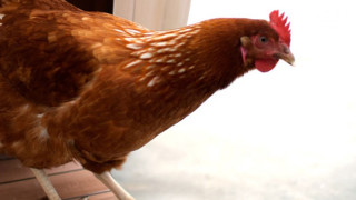 Домашни кокошки в бургаско село със съмнения за птичи грип 