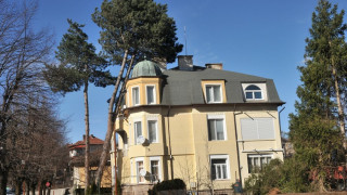 Бор полегна върху къщата на Вяра Анкова във Вършец
