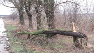 Паднало от буря дърво уби жена в Русенско