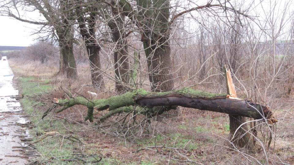 Паднало от буря дърво уби жена в Русенско | StandartNews.com